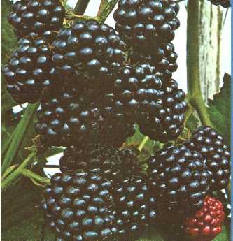  Image name: mora4.jpg 
 width: 333 pixel 
 height: 345 pixel 
 Size: 33902 bytes 
 Click to enlarge 